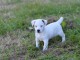  Chiot type jack russel femelle non lof a Donner