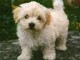 Adorable chiot   Bichon havanais  a donner