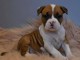 Adorable chiot   Boxer  a donner