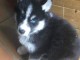 Adorable chiot   Husky Sibérien a donner