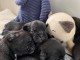 Bouledogue français à vendre