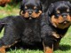 chiots de race Rotweiller 