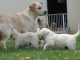 Magnifiques Chiots Golden Retriever Pure Race