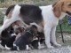 Magnifiques Chiots Beagle Pure Race