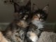 Deux chatons main coon mâle et femelle a donner