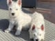 Chiots male et femelle westie a donner