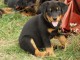 A donner chiots Beauceron