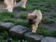 Jolie chiots berger des Pyrénées 