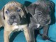 Adorables chiots cane corso a donner