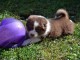 Adorable bébé Berger Australien à donner