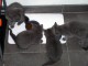 Magnifiques chatons Chartreux