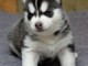 chiots husky siberien