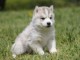 chiots husky siberien