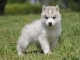 chiots husky siberien