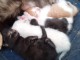 Donne chatons nés le 8 mai 2021 disponible en août 
