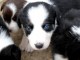 chiots Border Collie Adorable