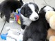 chiots Border Collie Adorable