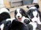 chiots Border Collie Adorable