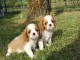 Chiots Cavalier King Charles Spaniel