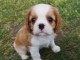 Chiots Cavalier King Charles Spaniel 11