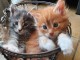 Chatons Maine Coon magnifiques