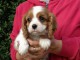 Jolie chiot cavalier King Charles femelle