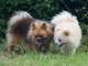 Magnifiques Chiots Spitz Nain Poméranien Pure Race