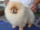 Chiot type Spitz Nain Poméranien femelle à donner