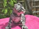Magnifique chaton Savannah à vendre