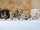 Magnifiques Chiots Akita Inu Pure Race 