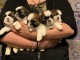  Exceptionnels Chiots Shih Tzu Pure Race