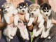 Magnifiques Chiots Husky Siberien Pure Race