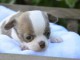 chiots Chihuahua a donner