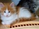 Chatons Norvegien a donner