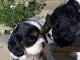 chiots CAVALIER KING CHARLES