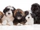 Superbes Chiots Lhassa Apso Pure Race Pedigree