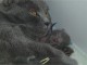 Superbes Chatons Chartreux Pure Race Pedigree