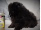 à donner magnifique chiot bouledogue français