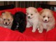 Adorables chiots spitz nain a donner 