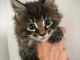 Adorable Chatons main coon 