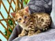 Portée de 4 splendide chaton Bengal