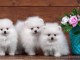 Chiots spitz nain pour adoption 