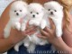 Chiots spitz nain pour adoption 