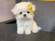 Chiots-Bichon-Maltais