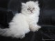 Magnifique chatons persan