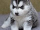 chiots husky siberien