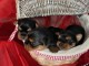 Dons chiots Yorkshire Terrier dispo de suite 