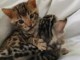 Chatons bengal non loof a réserver