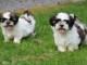 Magnifique chiots  Shih Tzu