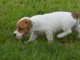 Chiots Jack Russell Terrier